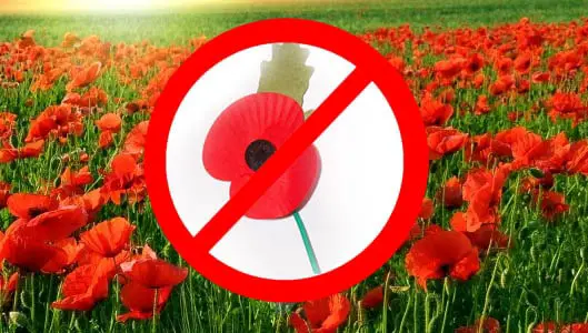 Morrisons force 89 year old poppy collector outside?