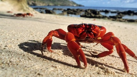 Giant 50ft Crab seen on coast of Whitstable?