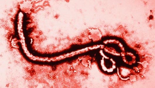 17 Kindergartners infected with Ebola in Texas?