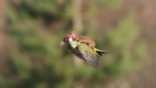Yes. That really is a weasel on the back of a woodpecker.