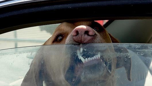 Dogs, cars and heatwaves. The RSPCA advice…