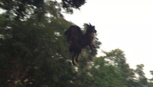 The Jersey Devil (photo sort of debunked.)