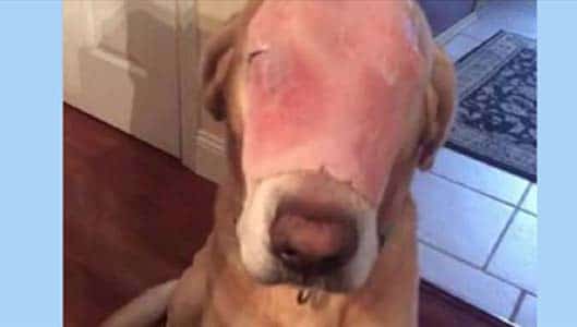 Is this dog really badly burned and disfigured from a house fire?