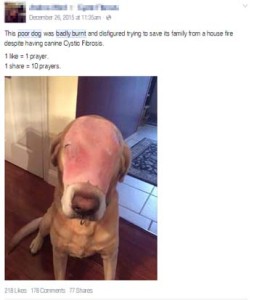 burnt-dog1