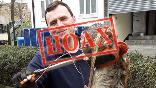 4 foot Hackney rat is just forced perspective.