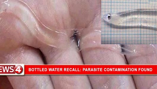 Did Coca Cola issue recall after parasite found in Dasani Water? HOAX