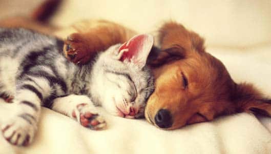 Watch out for fake pet scams online