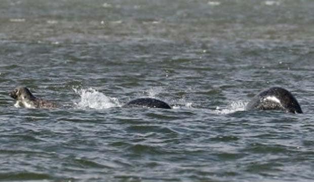 Why are UK tabloid papers obsessing about a photo of 3 seals?