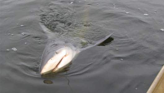 Was a Bull Shark really spotted on Ohio River? Fact Check