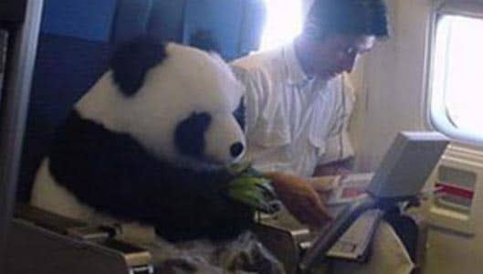 Does this photo show Panda Bear on a plane flight? Fact check