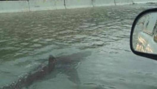 Is a photo of a shark along a Houston freeway real? No, it’s not.