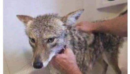Twitter post about coyote being mistaken for a lost dog is not real