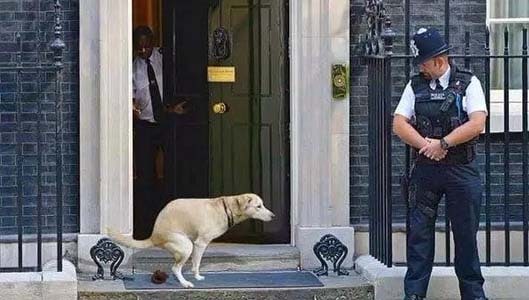 Is photo of dog pooping outside 10 Downing Street real?
