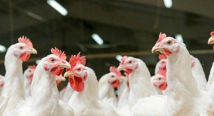 Do KFC use genetically modified chickens without beaks? Fact Check