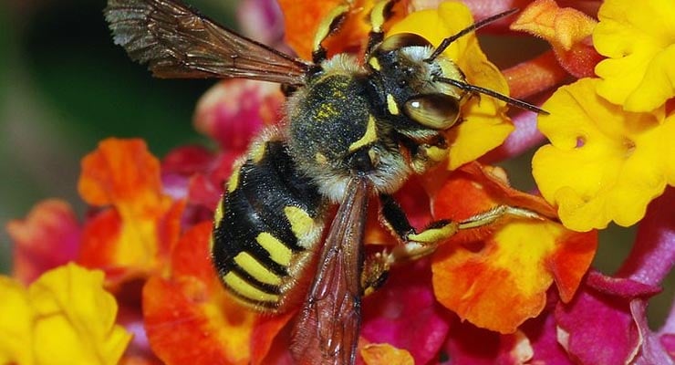 David Attenborough post about bees and sugar was fake, reveal BBC