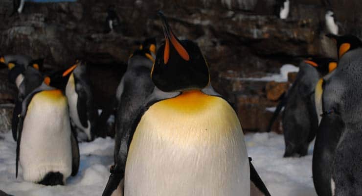 Despite a viral tweet, there is no such thing as a “penguin erector”