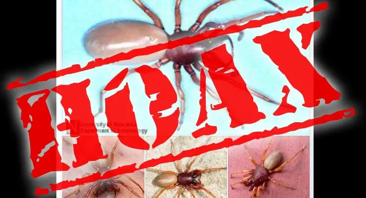 Is a new deadly spider spreading across the USA? Fact Check