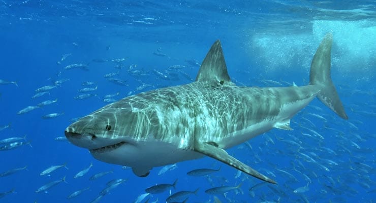 Were two Great White sharks spotted in Illinois River? Fact Check