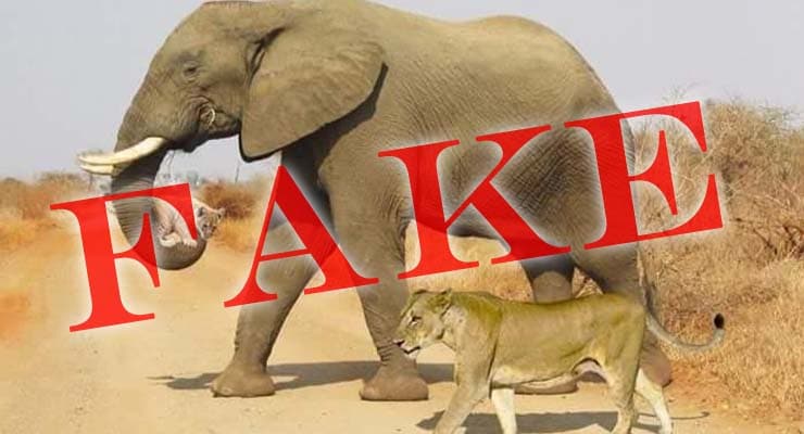 Photo of elephant carrying lion cub to water. Fact Check