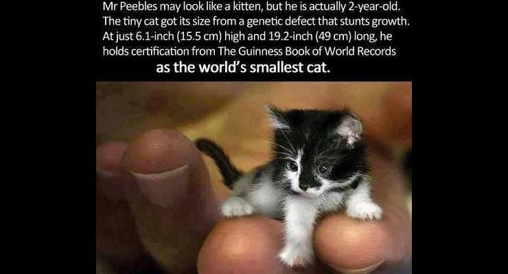 Image shows Mr. Peebles, world’s smallest cat? Fact Check