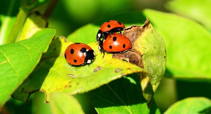 STD-riddled ladybirds invading British shores? It’s clickbait