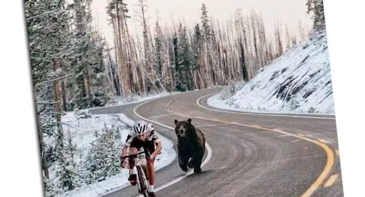 Does a photo show a cyclist being chased by a brown bear? Fact Check