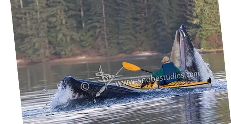 Does photo show Kayaker paddling across whales mouth? Fact Check