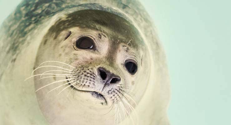 Working USB stick found in leopard seal poo. Owner found!
