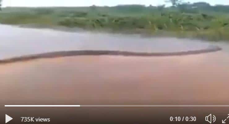 Does a video show a 50 foot anaconda in river in Brazil? Fact Check