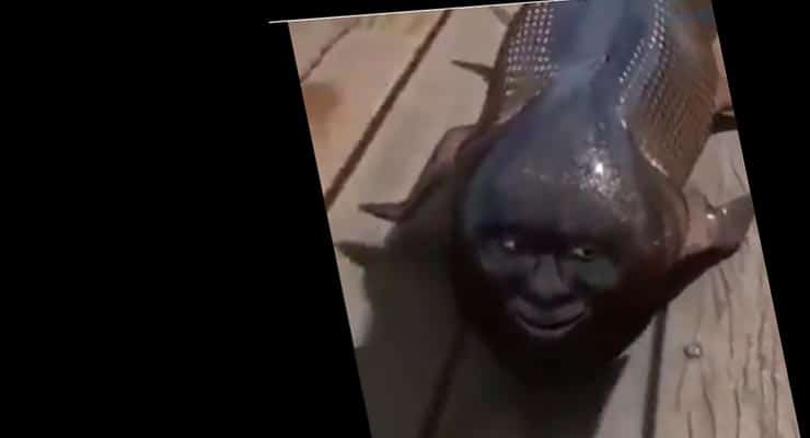 Was a fish with a human face caught in Japan? Fact Check ...