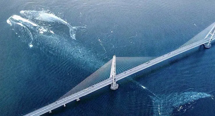 Photo shows large blue whale swimming under bridge? Fact Check