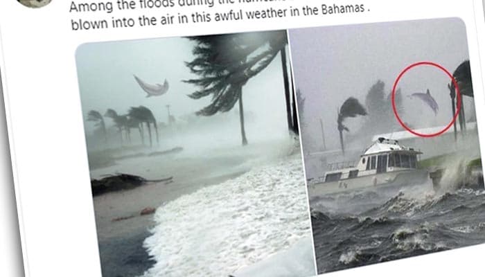 Does photo show Dolphins being swept away by Hurricane Dorian? Fact Check