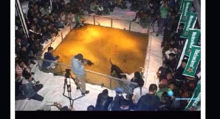 Photo shows Heineken banners at dog fighting event. Fact Check