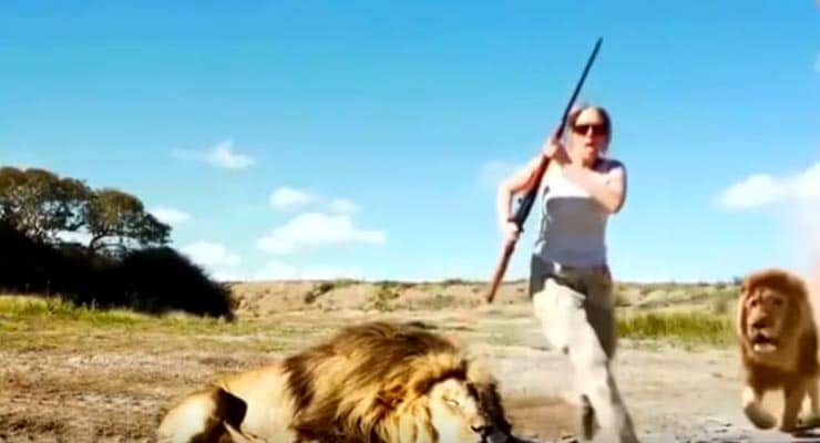 Does video show lion attack two trophy hunters? Fact Check