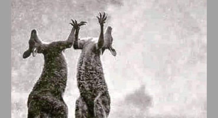 Image shows two Australian kangaroos “celebrating” the rain? Fact Check