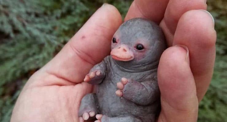 Show Me Pictures Of A Baby Platypus / Show me your babies