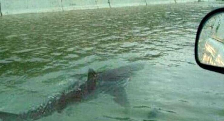 The origins of the notorious “shark on flooded highway” photo