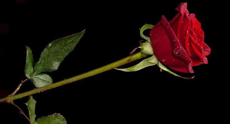 Are sex traffickers leaving roses under windshields to lure female motorists? Fact Check