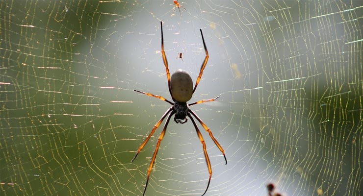 Do male spiders mistake eyelashes for female spiders? Fact Check