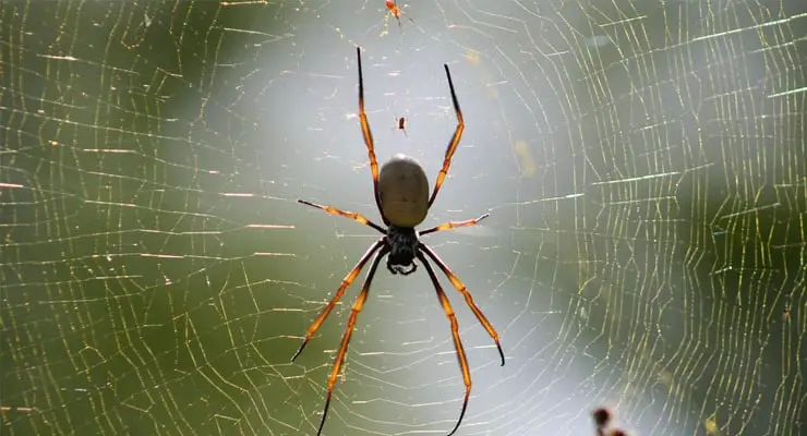 Do male spiders mistake eyelashes for female spiders? Fact Check